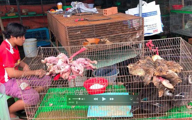 Cận cảnh tàn sát chim trời ở chợ chim lớn nhất Miền Tây
