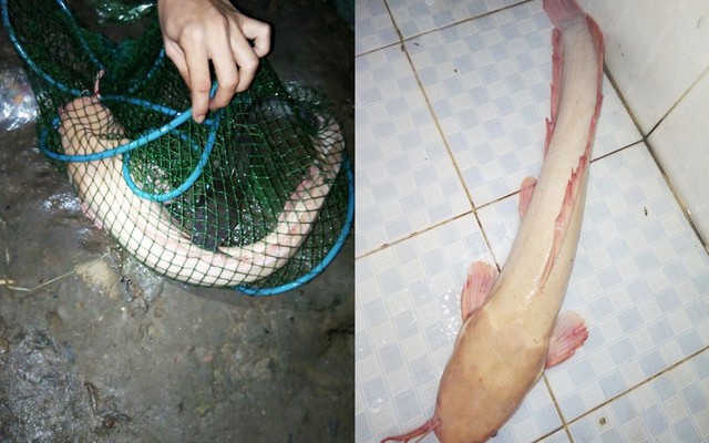 Bắt được cá trê bạch tạng quý hiếm, cân nặng khủng ở sông Sài Gòn