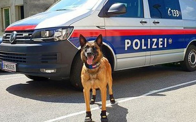 Chó cảnh sát đi giày chống nóng