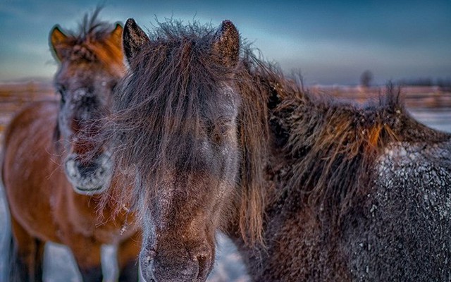 Ngắm "siêu ngựa" cực hiếm tại vùng đất băng giá Siberia