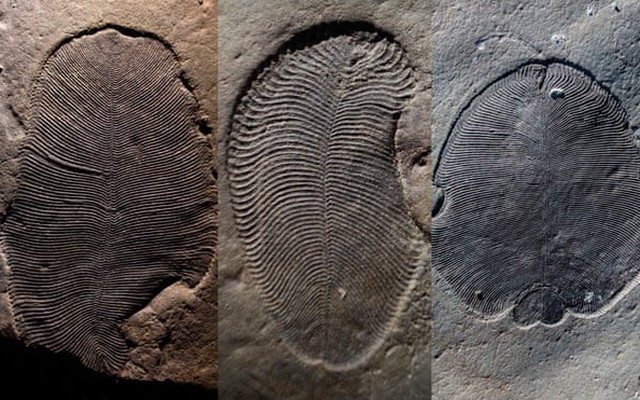 Có gì lạ trong hóa thạch loài động vật lâu đời nhất thế giới?
