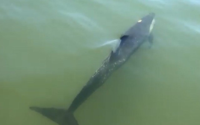 Cá heo bị thương bơi lạc vào sông ở Hội An