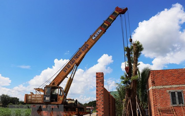 Tây Ninh: Tìm thấy cây giáng hương trên 100 năm tuổi bị đào trộm