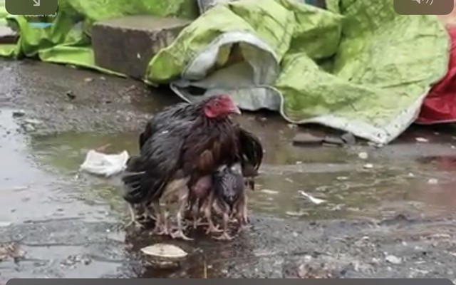 Gà mẹ, gà con và trận mưa rào: Khoảnh khắc lay động cả triệu trái tim, bạn nên xem!