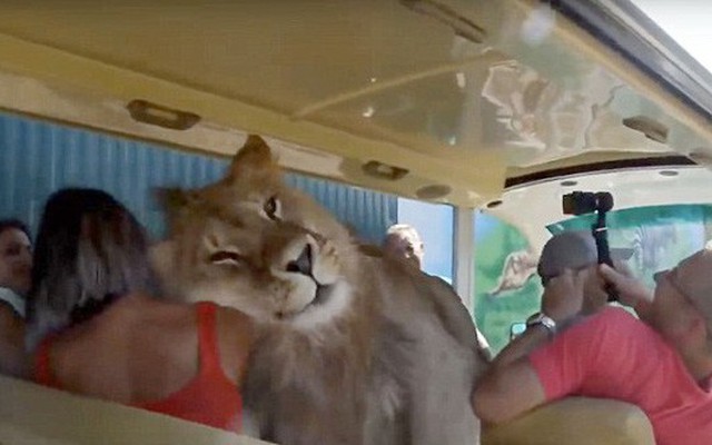 Sư tử nhảy chồm lên xe âu yếm dụi đầu liếm mặt du khách