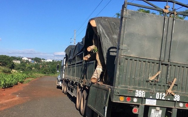 Phát hiện cây đa “khủng” ngụy trang tinh vi đang vận chuyển ra Hà Nội