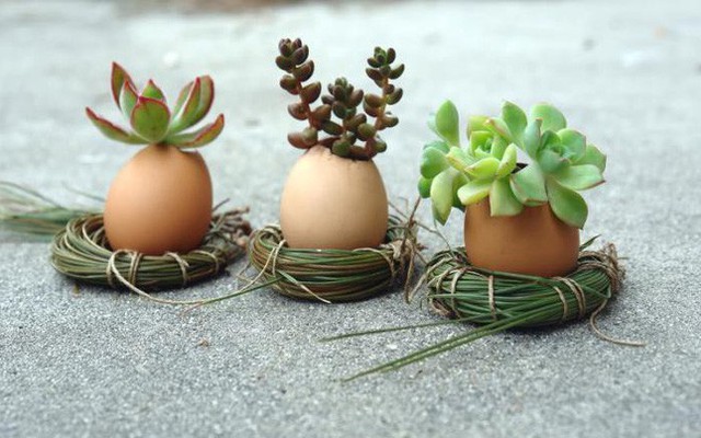 Cách tự làm khu vườn mini xanh tươi và sống động từ vỏ trứng vừa rẻ vừa đẹp