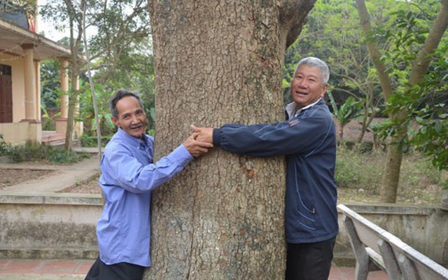 Đòi bán cây sưa 400 tuổi giá 100 tỷ: Huyện Thuận Thành nói gì?