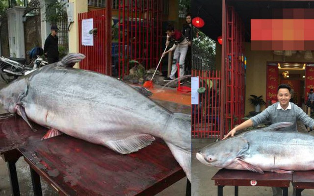 Thực hư chuyện đại gia Hà Nội mua cá khổng lồ giá trăm triệu về ăn Tết