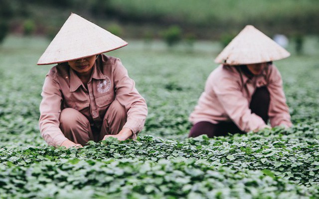 Giải mã loại cây dại được "đổi đời" thành rau organic trong trang trại đẳng cấp quốc tế