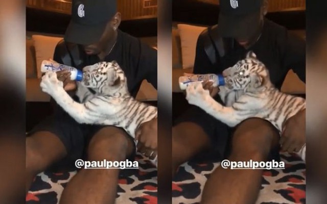 Sốc với cảnh Paul Pogba làm ‘bảo mẫu’ cho hổ