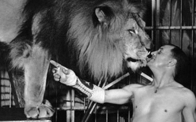 Công việc thuần hóa sư tử trong rạp xiếc được thực hiện như thế nào?