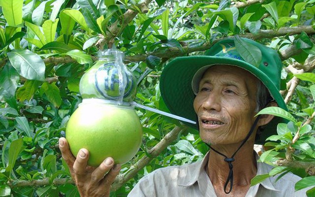 Trái cây miền Tây in chữ 'Phúc - Lộc - Thọ' đắt hàng trước Tết