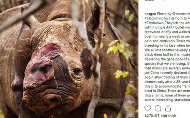 Bức ảnh "Chú tê giác cụt sừng với đôi mắt buồn" dậy sóng trên truyền thông quốc tế và câu chuyện đau lòng phía sau