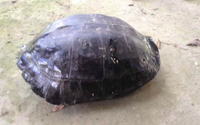 Mua rùa 9 kg có khắc chữ trên lưng để phóng sinh