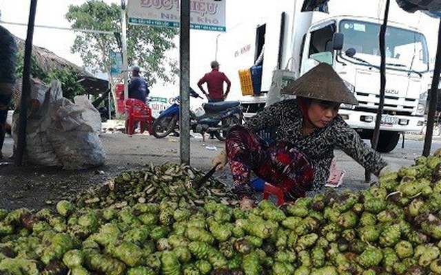 Cà Mau theo dõi chặt chẽ tình hình mua bán lá nhàu tươi, cá lìm kìm