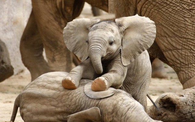 Voi châu Phi đang tiến hóa thành voi không ngà vì bị săn trộm quá nhiều