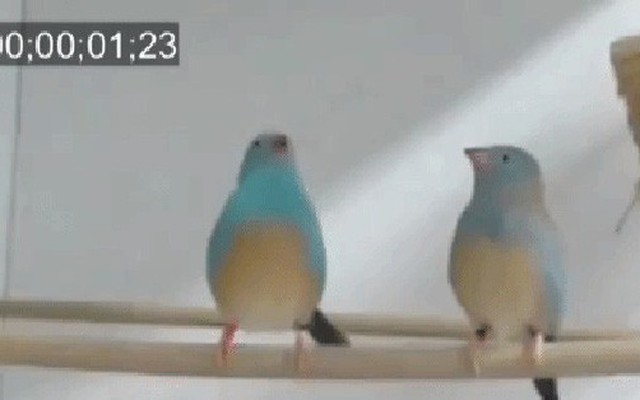 Cùng tận mắt chiêm ngưỡng 'vũ điệu vô hình' của loài chim di xanh: 0,065 giây nhảy được 3 bước
