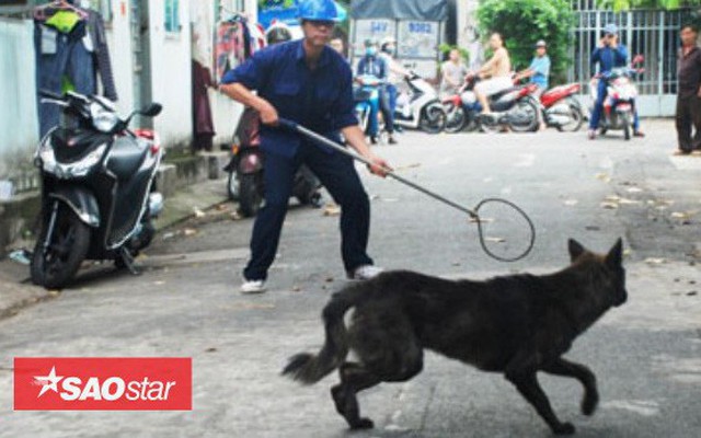Đội săn bắt chó thả rông ở Hà Nội sẽ hoạt động vào đầu năm 2019