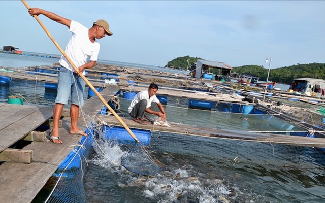 Nghề nuôi "cá bạc tỷ" ở Sơn Hải