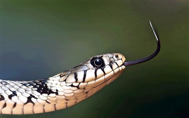 Vì sao loài rắn có lưỡi chẻ đôi?