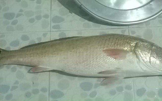 Bắt được cá nghi sủ vàng nặng 4,5 kg ở Bình Định