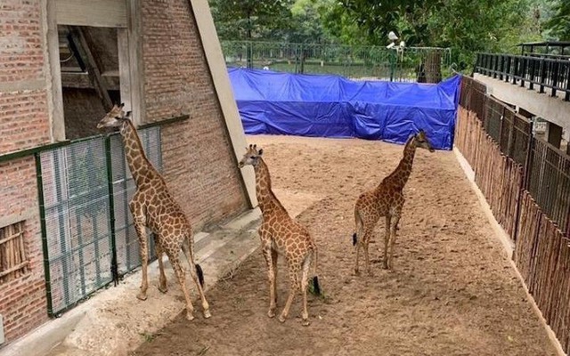 3 con hươu ra Hà Nội: 'Các anh bỏ đi đâu, làm em tìm mãi?'