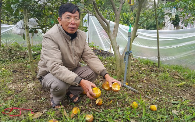 Chuột phá mất cả chục triệu đồng mỗi đêm trong vườn cam quý "tiến vua", nông dân bất lực