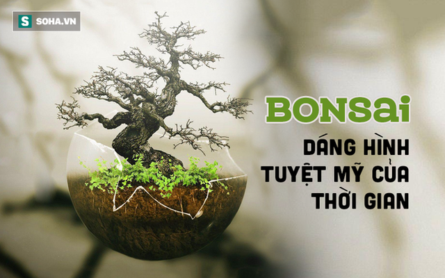 Tuyệt tác bonsai Nhật giá "cắt cổ" 3,8 tỷ đồng trông như thế nào?