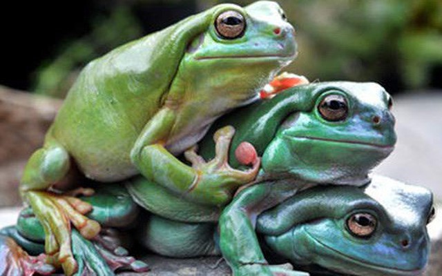 Chuyện 3 con ếch "cứu rỗi" người Do Thái từ đời này sang đời khác: Ai cũng nên đọc!