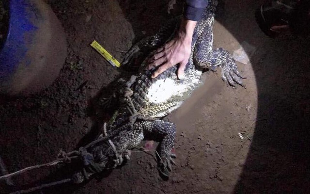 Cá sấu mò vào nhà dân ở Bình Dương bắt trộm gà
