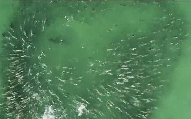 Video: Đàn cá mòi né đòn tấn công chí mạng của cá mập