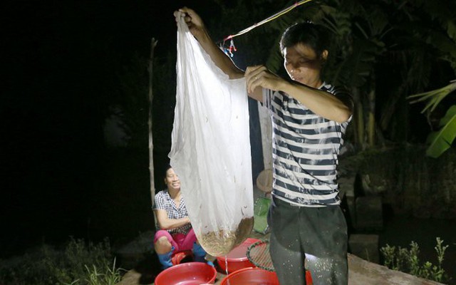 Ảnh: Nông dân Hải Dương chong đèn thu hoạch rươi đầu mùa, thu 50 triệu đồng mỗi đêm