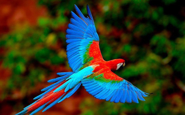 Hình ảnh chú chim đổi màu giải mã cách bạn đối mặt với khó khăn, nghịch cảnh trong cuộc đời mình