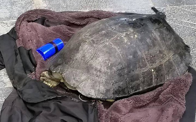 Một người đàn ông bắt được con rùa nặng 10Kg ở hồ Gươm