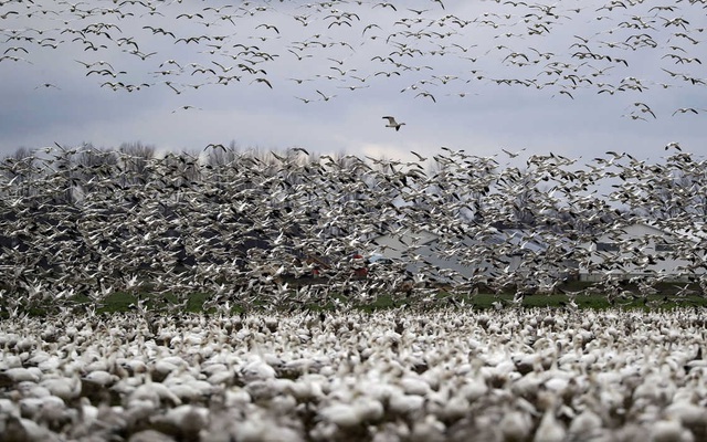24h qua ảnh: Hàng nghìn con ngỗng tuyết bay tới thung lũng ở Mỹ