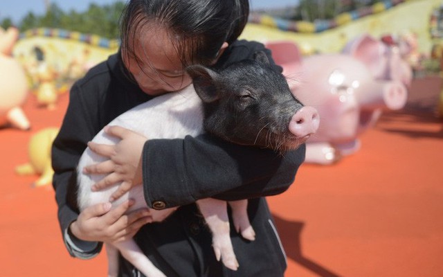 Tết Kỷ Hợi không biết đi đâu chơi, mời ghé thăm công viên "Hành tinh Lợn" ở Trung Quốc
