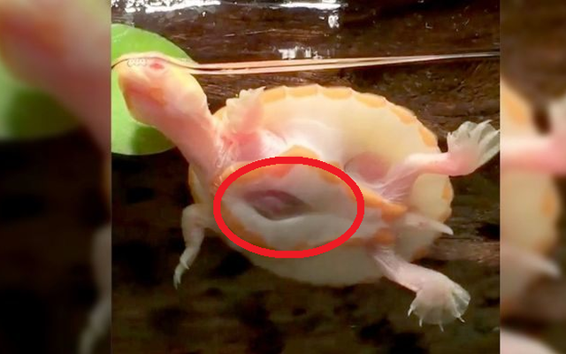 Tim ở bên ngoài lồng ngực: Chú rùa bạch tạng "bất hạnh" vẫn sống sót kỳ diệu