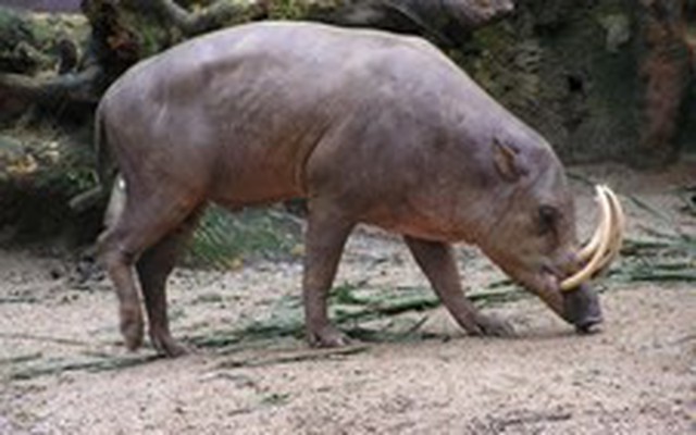 Lợn kỳ lạ nhất thế giới, có răng nanh cong vút đáng sợ
