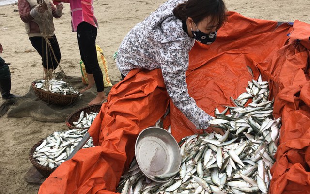 Ảnh: Cá trích mắc dày lưới, ngư dân Hà Tĩnh gỡ mỏi tay