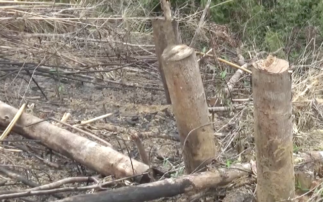 Xác minh thông tin Phó Chủ tịch xã tham gia chặt phá và đốt rừng