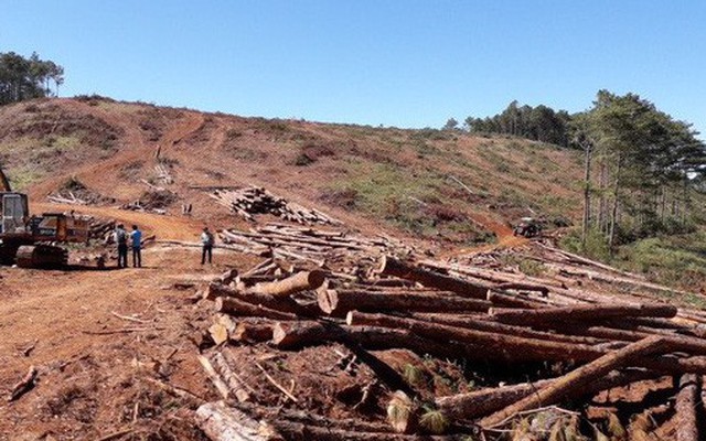 Chủ tịch xã nhận 350 triệu đồng để "lâm tặc" hạ rừng