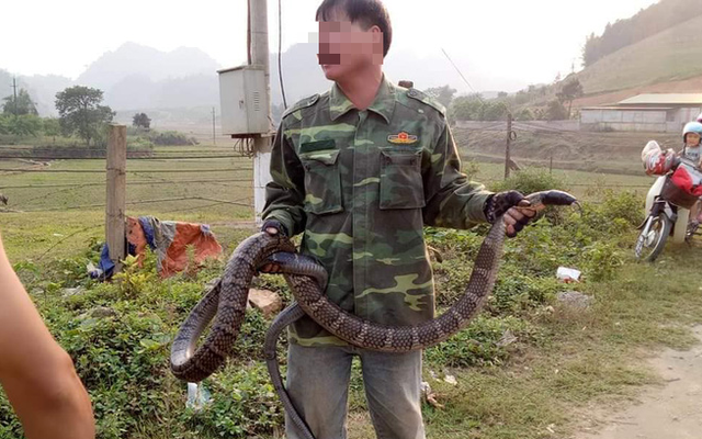 Người dân Sơn La bắt được rắn hổ mang "khủng" nặng 10kg, dài hơn 2m