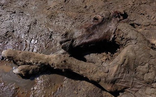 Phát hiện xác ướp ngựa hơn 40.000 năm tuổi, vẫn còn nguyên máu và nước tiểu