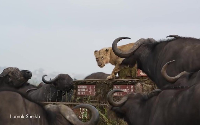 Video: Sư tử co ro sợ hãi vì bị cả đàn trâu rừng bao vây