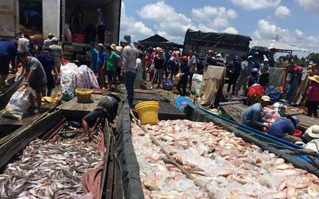1.000 tấn cá bè sông La Ngà chết: Ô nhiễm hữu cơ vượt quy chuẩn