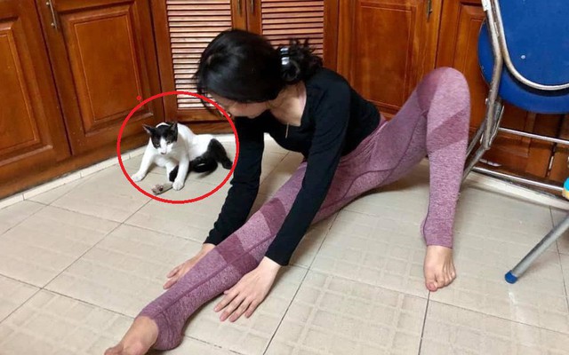 Cô gái đang tập Yoga thì phát hiện loạt phản ứng không ngờ từ chú mèo ngồi bên cạnh