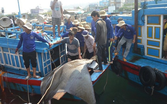 Ngư dân Lý Sơn bắt được cá nạng nặng hơn 1 tấn, bán 24 triệu đồng