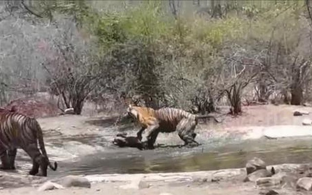 Cuộc chiến sinh tồn: Hổ mẹ dìm con xuống nước để tránh kẻ thù