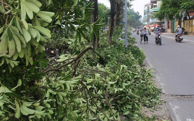 Trồng hoa sữa giúp "khử mùi" bãi rác Nam Sơn, đơn vị thực hiện nói: Chưa thể trả lời được!